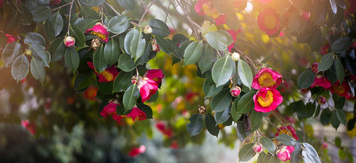 A camellia shrub