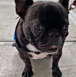 Beckett the French bulldog