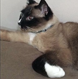 Gizmo the Siamese cat